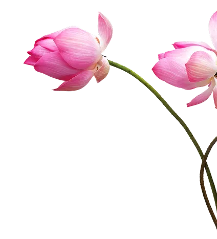 flowers image