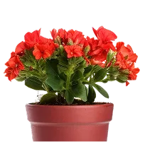 flower pot