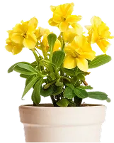 flower pot
